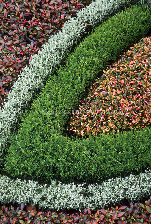 Dwarf germander, barberry & santolina Knot garden detail from the herb garden parterre, creating visual effect with patterns of planting design