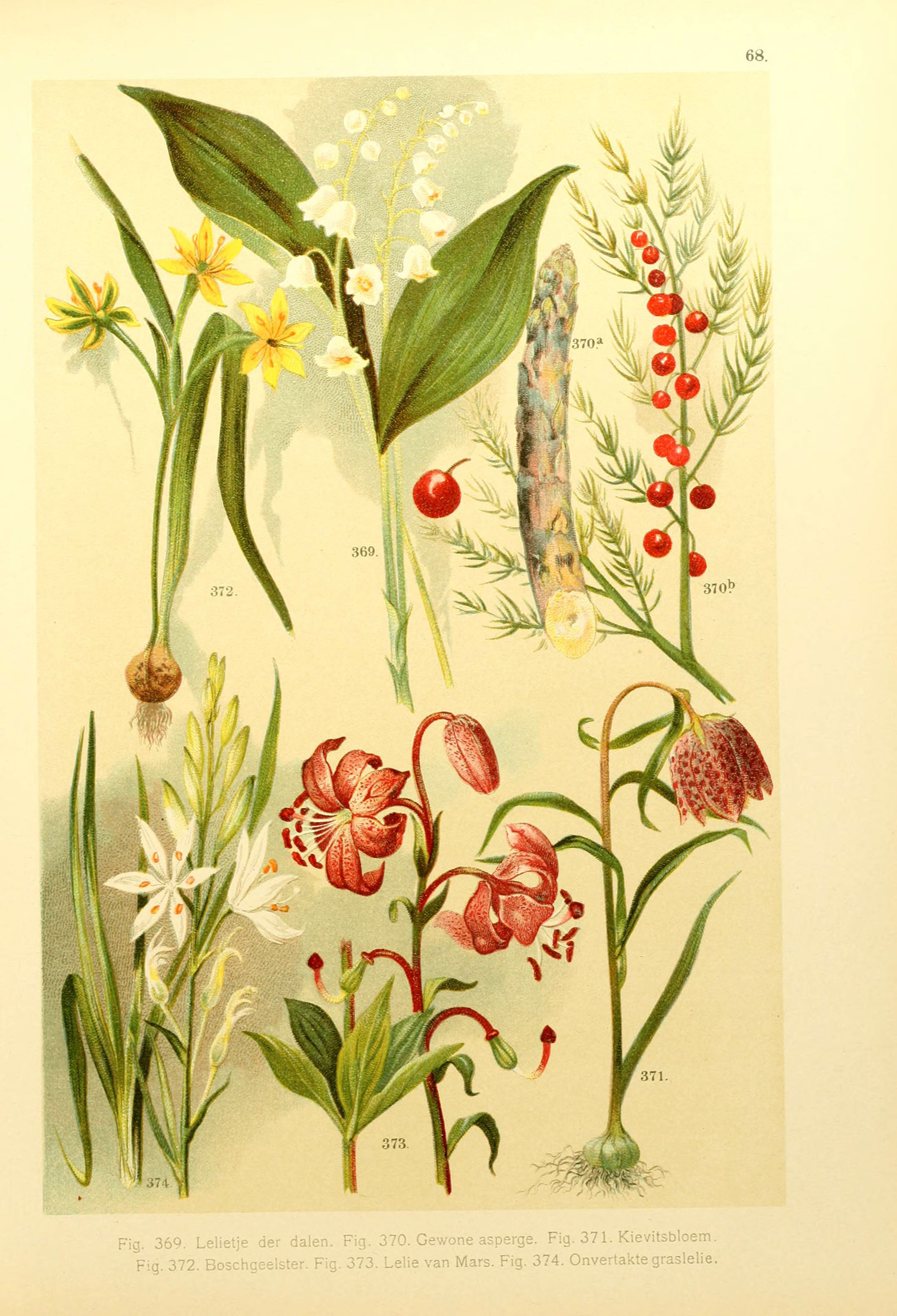 Onze flora Zutphen,W.J. Thieme,1900. http://biodiversitylibrary.org/item/39998